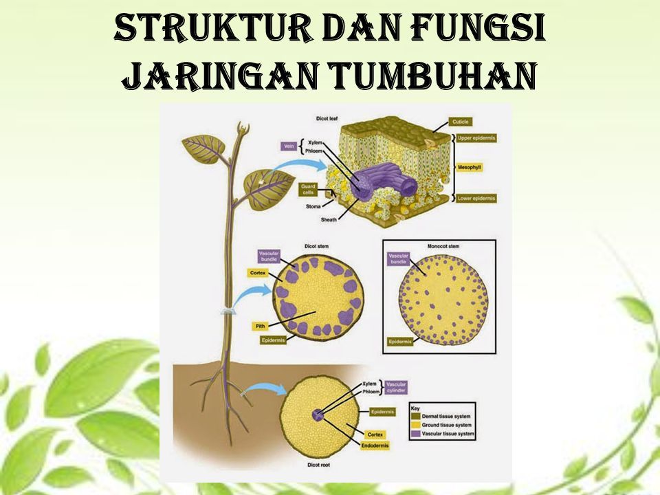 Struktur Dan Fungsi Jaringan Tumbuhan Jaringan Meristem Ppt Download