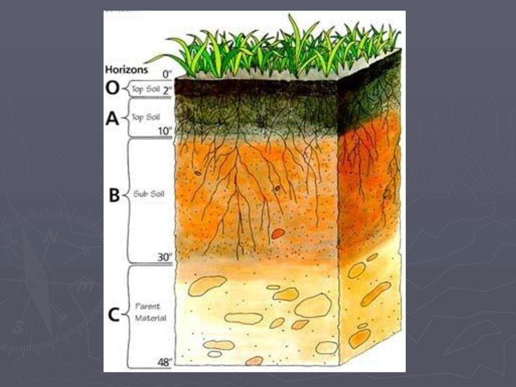 Jenis tanah yang berasal dari bahan induk organik, seperti dari hutan atau rumput rawa dinamakan tanah