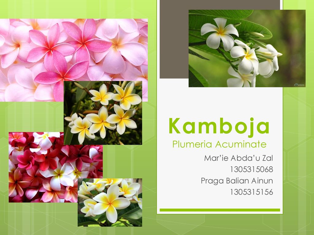 Kamboja Plumeria Acuminate Ppt Download
