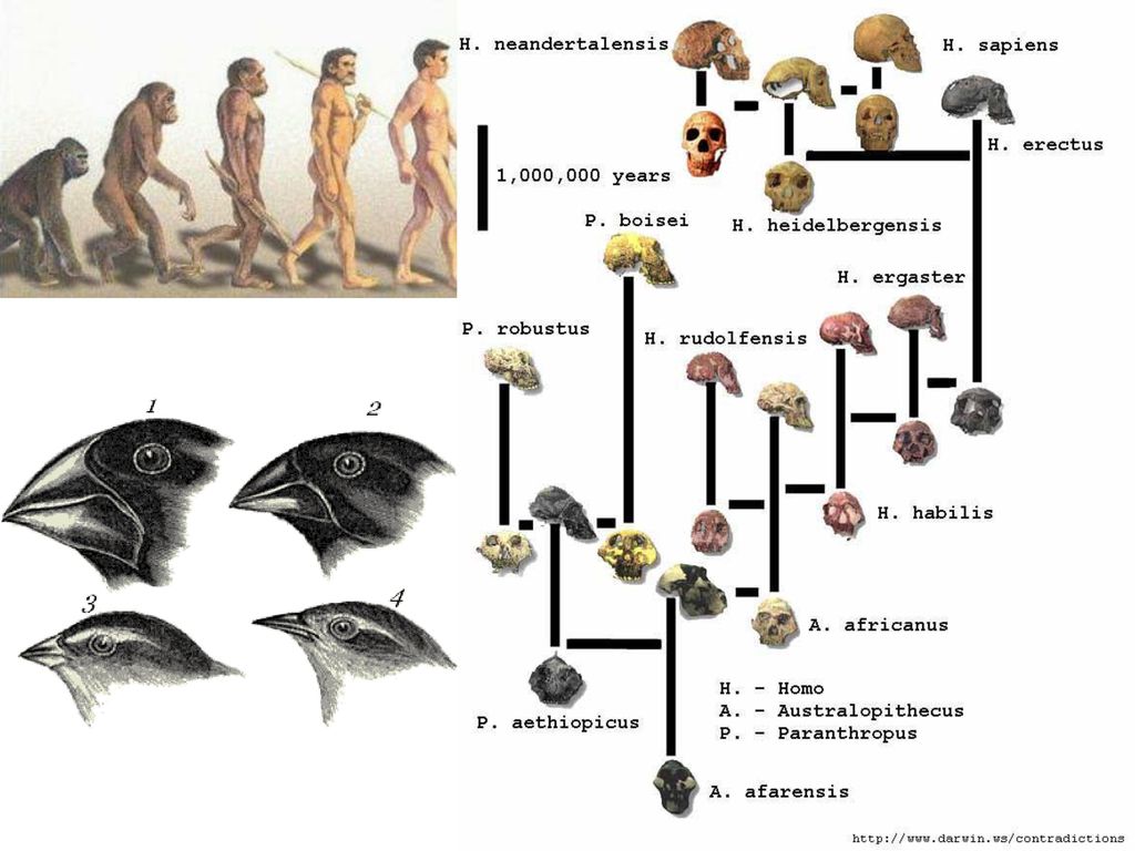 Эволюция homo. Хомо сапиенс ветвь развития. Ветви развития человека. Ветви эволюции. Человеческая ветвь эволюции.