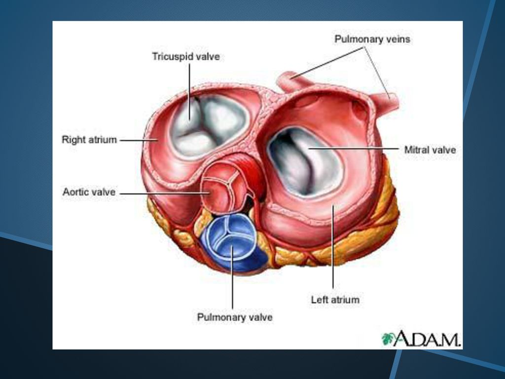 Трехстворчатый клапан. Митральный клапан и трикуспидальный клапан. Митральный и трехстворчатый клапаны. Аортальный клапан трикуспидальный. Створки трехстворчатого клапана анатомия.