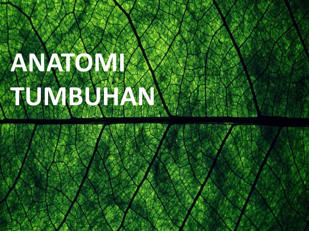 Anatomi Tumbuhan Ppt Download