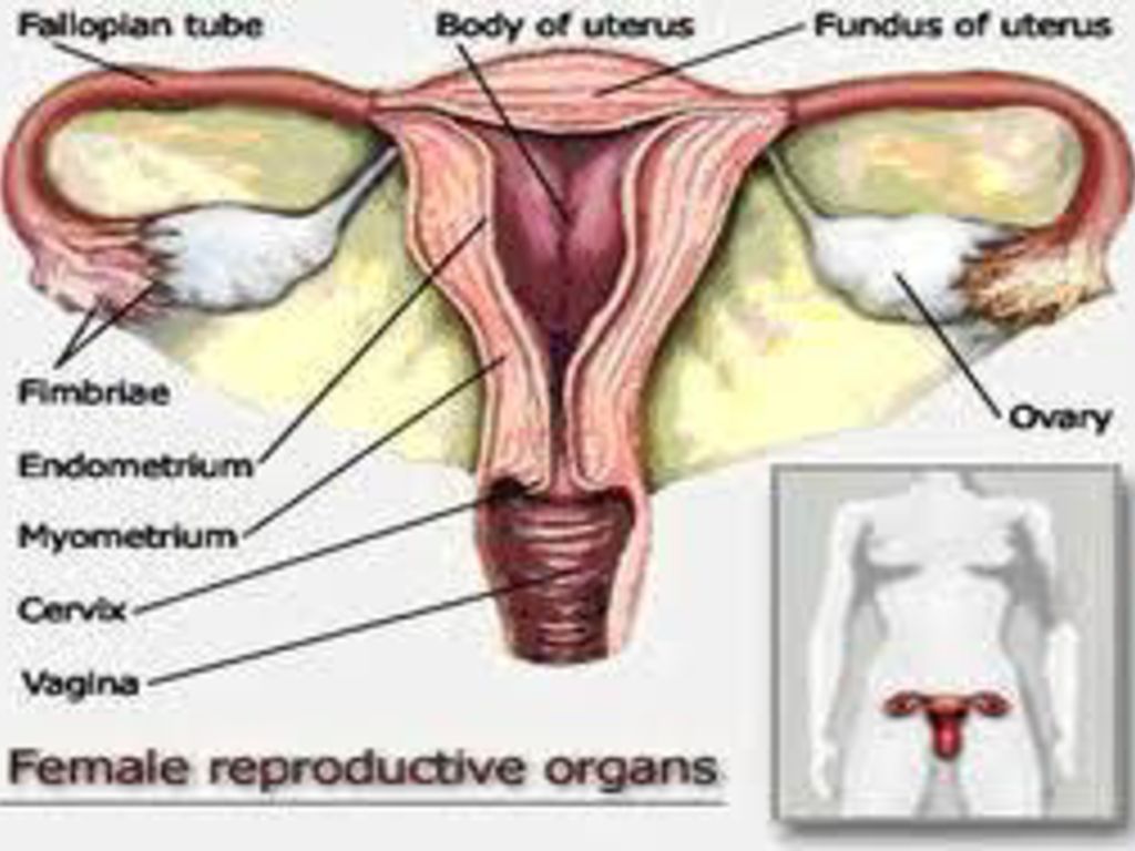 Hormon yang berperan dalam mempertahan ketebalan endometrium adalah