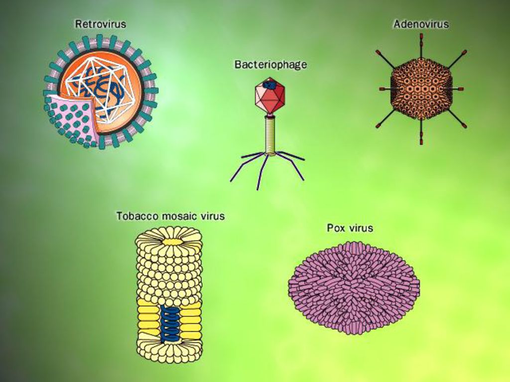 Вирусы названия 5 класс. Формы вирусов. Внешний вид вирусов. Разные формы вирусов. Вирусы по форме бывают.