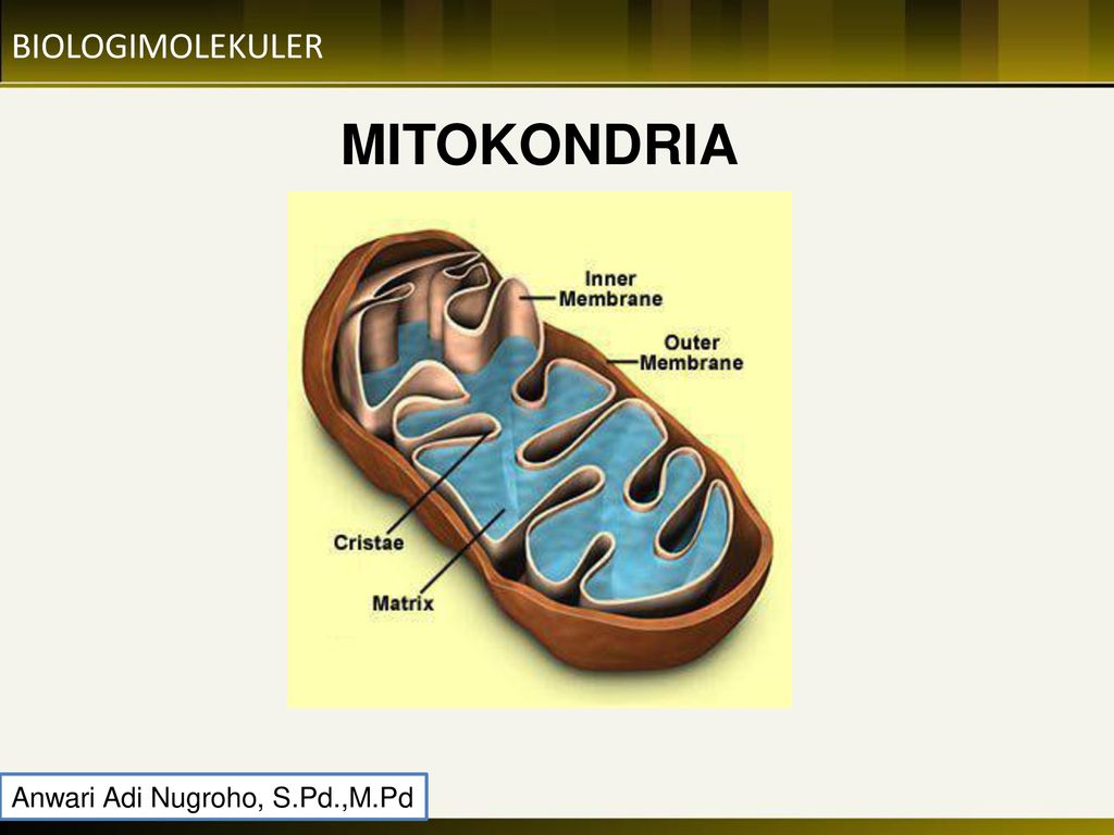 Mitokondria Ppt Download