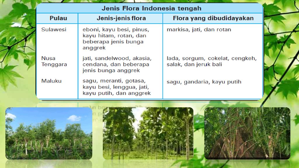 Berikut yang termasuk flora khas indonesia bagian timur adalah