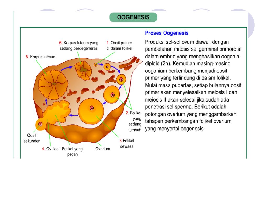 Folikulogenesis Dan Ovum Ternak Ppt Download