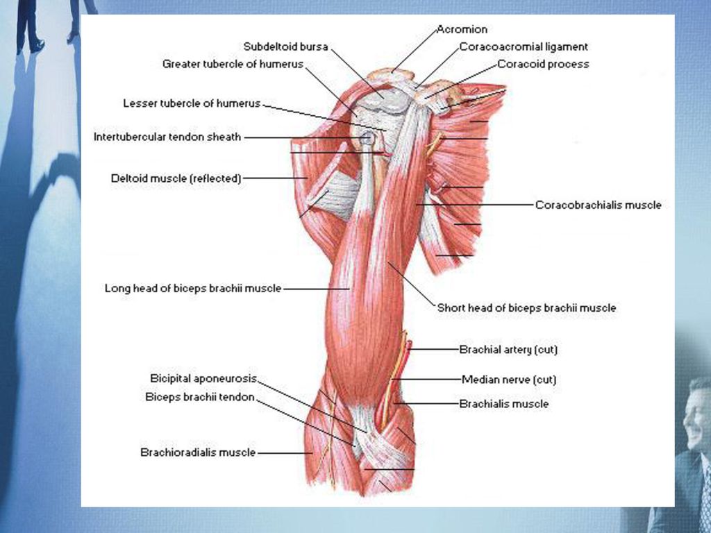 Arm muscles. Бицепс строение мышцы анатомия. Triceps brachii анатомия. Biceps brachii мышца. Мышцы руки анатомия.