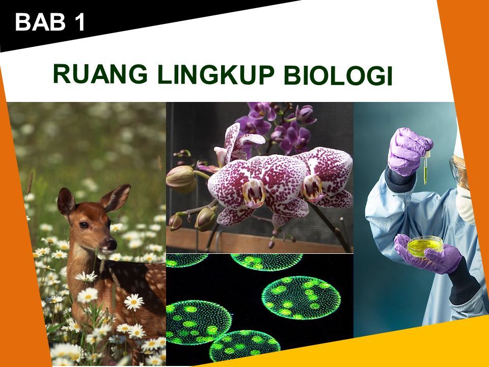 Bab 1 Ruang Lingkup Biologi Tujuan Pembelajaran Menjelaskan Ruang Lingkup Biologi Dan Keterkaitan Biologi Dengan Metode Ilmiah Mendeskripsikan Ppt Download