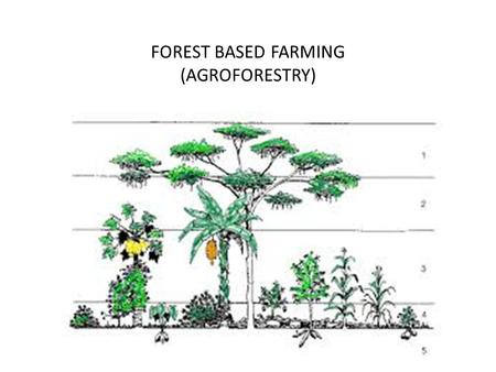 FOREST BASED FARMING (AGROFORESTRY)