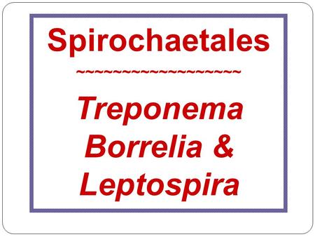 Treponema Borrelia & Leptospira