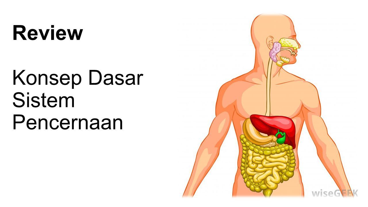 pengertian sistem pencernaan