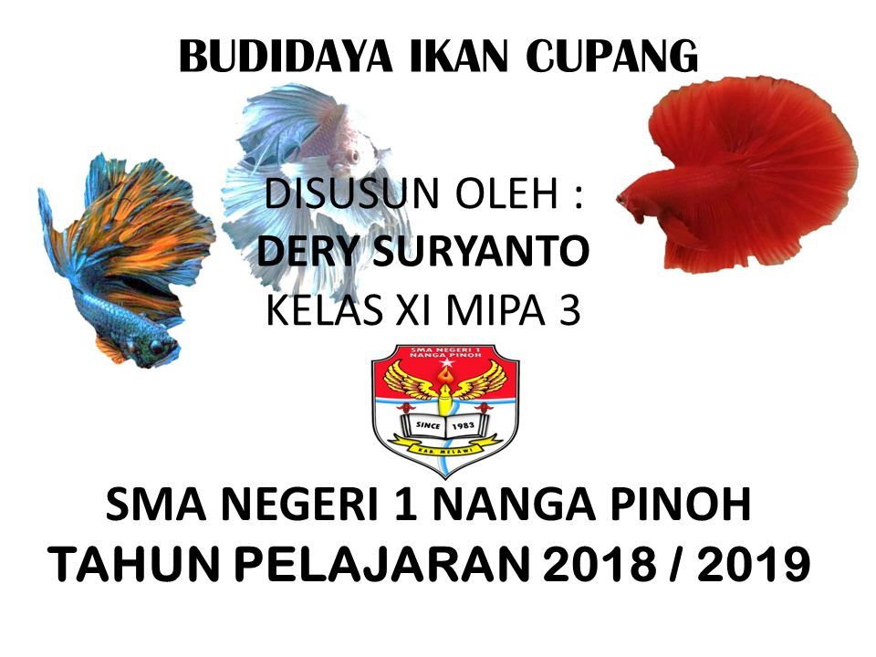 Budidaya Ikan Cupang Disusun Oleh Sma Negeri 1 Nanga Pinoh Tahun Pelajaran 2018 2019 Dery Suryanto Kelas Xi Mipa 3 Ppt Download