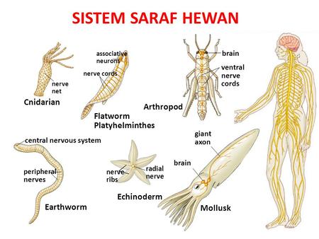 SISTEM SARAF HEWAN Cnidarian Arthropod Flatworm Platyhelminthes