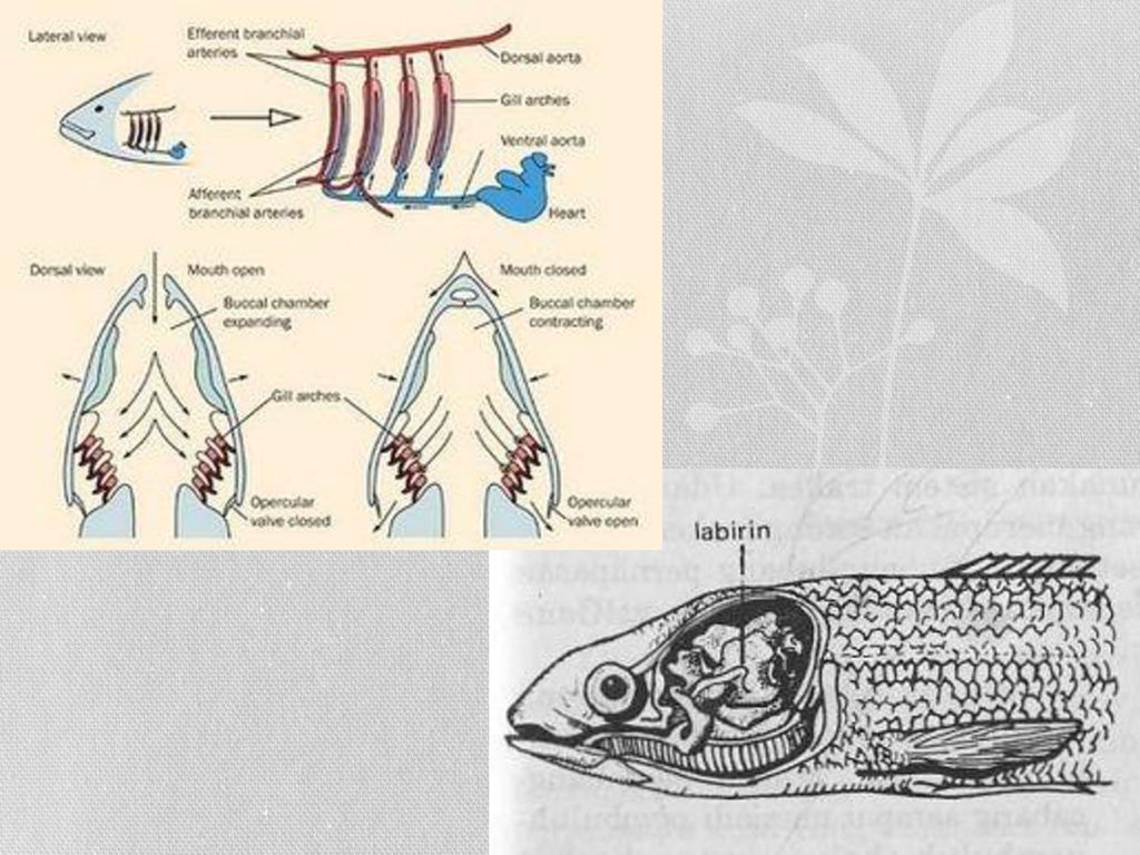 Sistem Pernapasan Pada Hewan Ppt Download