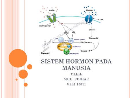 SISTEM HORMON PADA MANUSIA