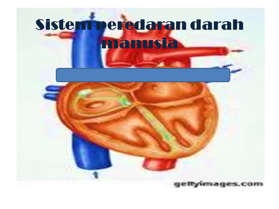 Sistem Peredaran Darah Manusia Ppt Download