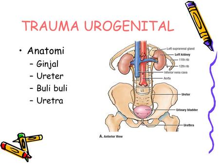TRAUMA UROGENITAL Anatomi Ginjal Ureter Buli buli Uretra.
