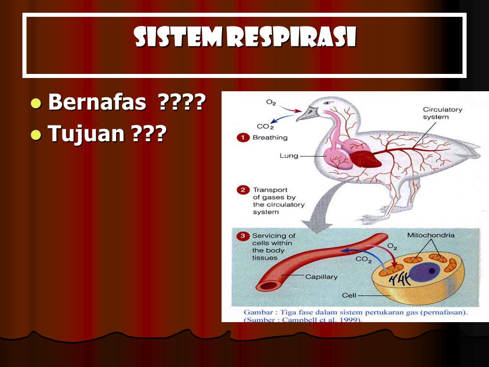 Sistem Respirasi Bernafas Tujuan Ppt Download