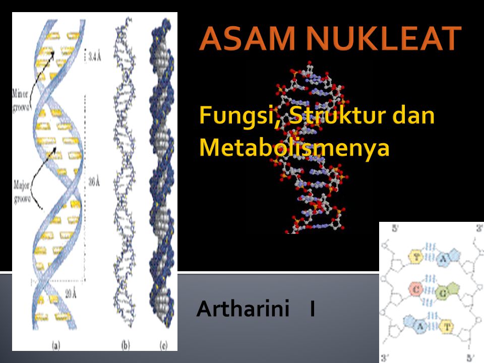 Asam Nukleat Tersebut Memiliki Fungsi – Studyhelp