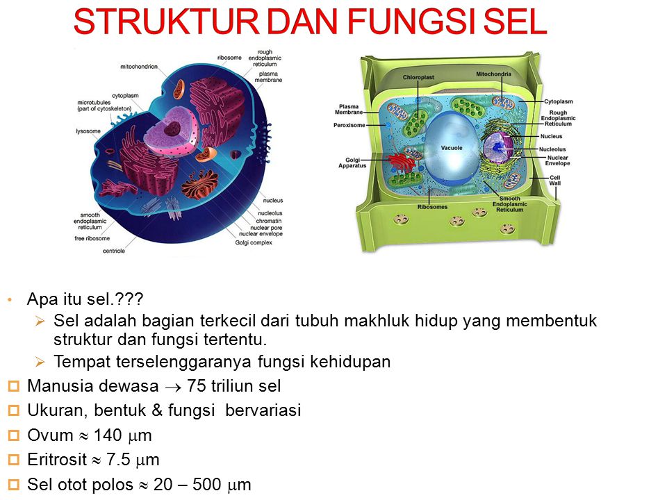 Struktur Dan Fungsi Sel Ppt Download