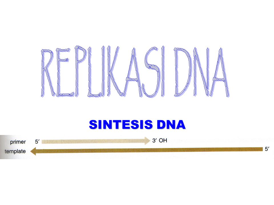 Pengertian Dan Proses Replikasi Dna Ilmu Pengetahuan Dasar