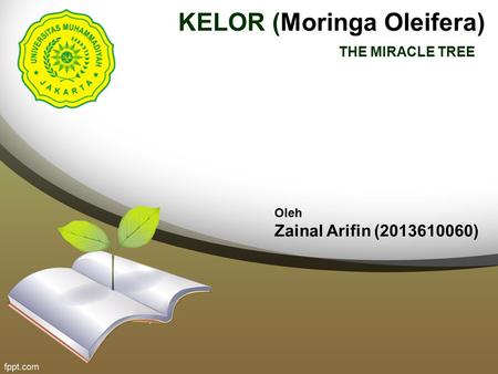 KELOR (Moringa Oleifera)