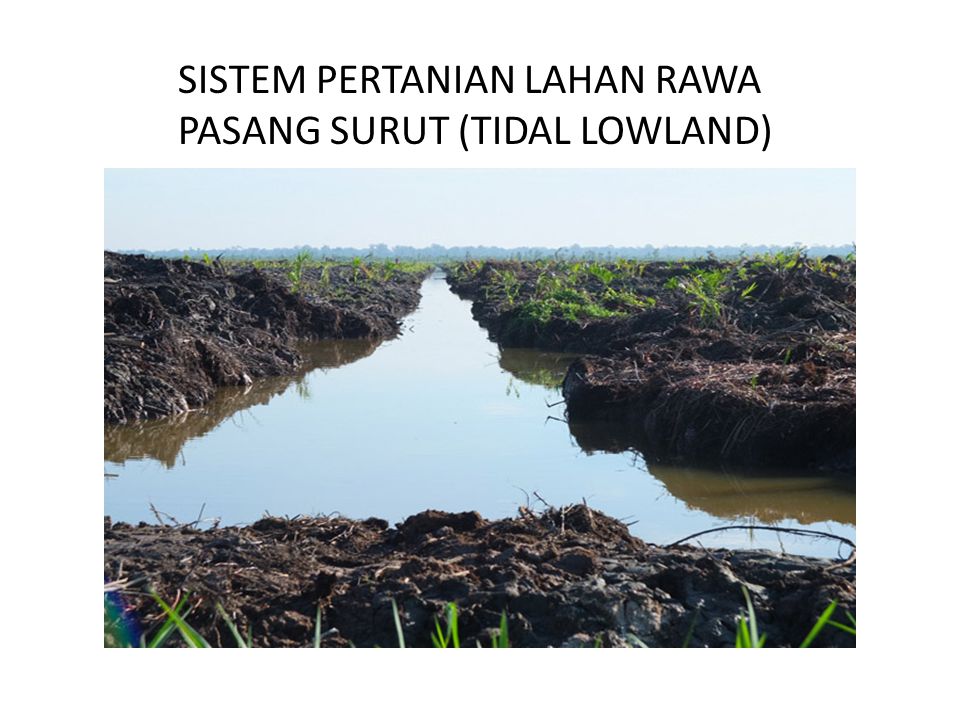 SISTEM PERTANIAN LAHAN RAWA PASANG SURUT (TIDAL LOWLAND) - ppt download