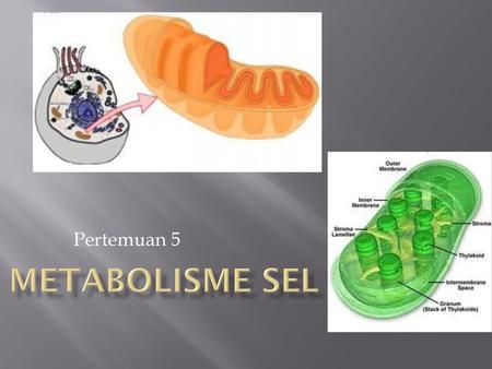 Metabolisme Sel Pertemuan 5.