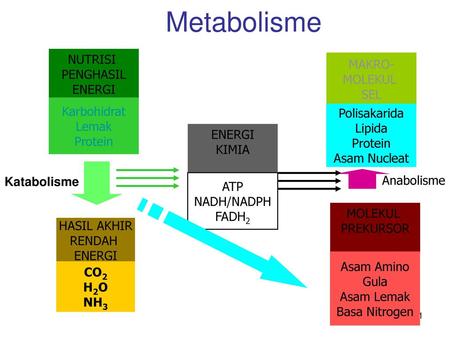 Metabolisme NUTRISI PENGHASIL ENERGI Karbohidrat Lemak Protein MAKRO-
