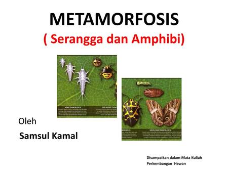 METAMORFOSIS ( Serangga dan Amphibi)