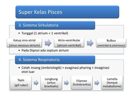 Super Kelas Pisces 3. Sistema Sirkulatoria 4. Sistema Respiratoria