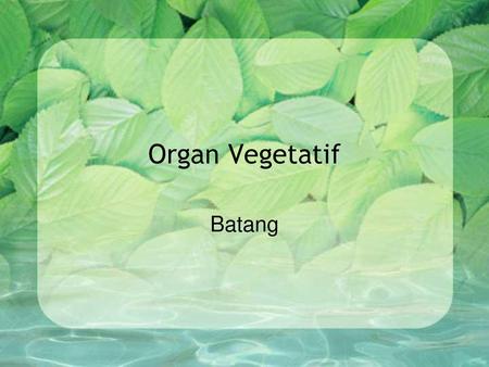 Organ Vegetatif Batang.