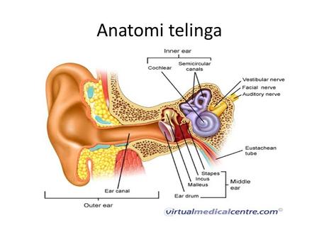 Anatomi telinga.