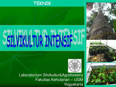 SILVIKULTUR INTENSIF TEKNIK Laboratorium Silvikultur&Agroforestry