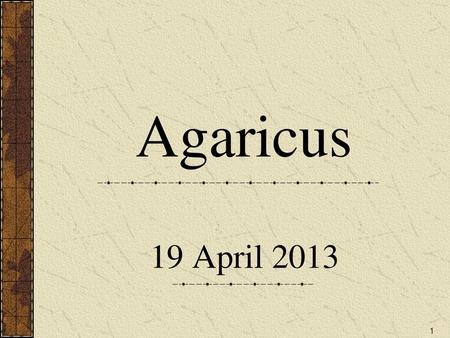 Agaricus 19 April 2013.