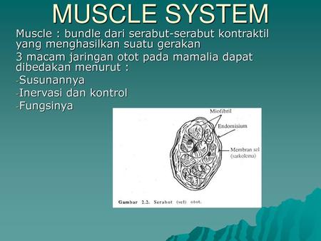 MUSCLE SYSTEM Muscle : bundle dari serabut-serabut kontraktil yang menghasilkan suatu gerakan 3 macam jaringan otot pada mamalia dapat dibedakan menurut.