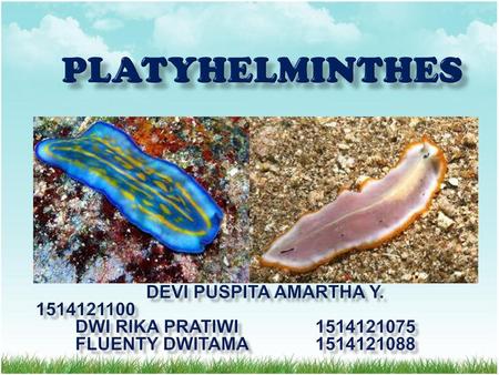 PLATYHELMINTHES Devi Puspita Amartha Y