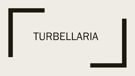 Turbellaria.