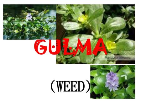 GULMA (WEED).
