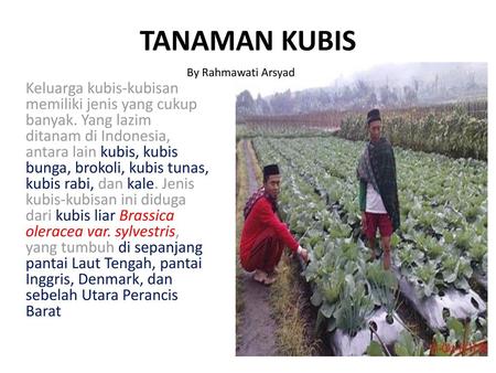 TANAMAN KUBIS By Rahmawati Arsyad