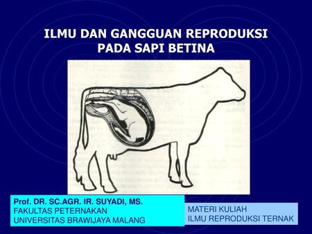 ILMU DAN GANGGUAN REPRODUKSI PADA SAPI BETINA