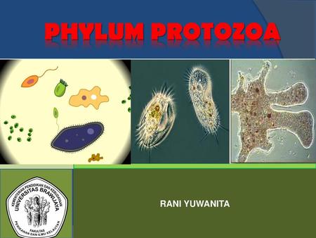 PHYLUM PROTOZOA RANI YUWANITA.