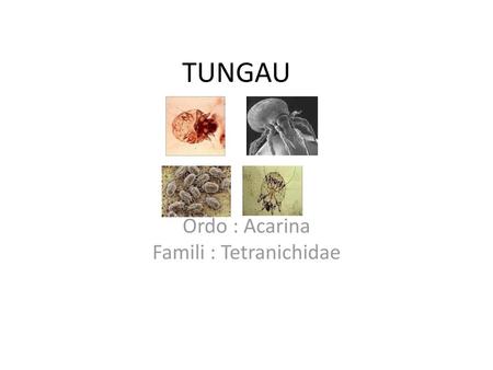 Ordo : Acarina Famili : Tetranichidae