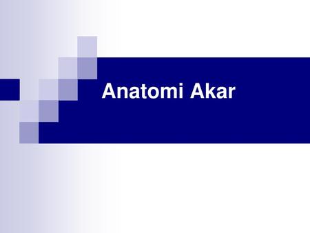 Anatomi Akar.