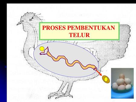 PROSES PEMBENTUKAN TELUR.