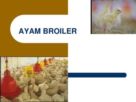 AYAM BROILER.