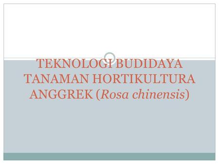 TEKNOLOGI BUDIDAYA TANAMAN HORTIKULTURA ANGGREK (Rosa chinensis)