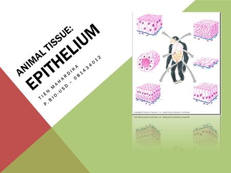 Animal Tissue: epithelium