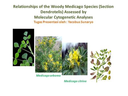 Relationships of the Woody Medicago Species (Section Dendrotelis) Assessed by Molecular Cytogenetic Analyses Tugas Presentasi oleh : Yacobus Sunaryo Medicago.